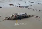 Lembaga Konservasi Bawean Prihatin, 5 Ekor Ikan Duyung Mati Di Pesisir Pulau Bawean 